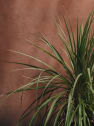 Cordyline indivisa