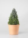 Lavandula angustifolia Pirámide - Planta aromática