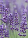Lavandula angustifolia Pirámide - Planta aromática