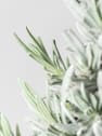 Lavandula angustifolia Pirámide - Planta aromática