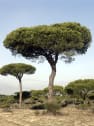 Pinus pinea (Pino piñonero)