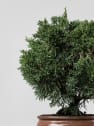 Bonsai Enebro chino (Juniperus chinensis)