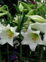 Lilium longiflorum 'Miracle'