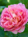 Rosal David Austin® Boscobel™