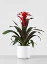 Guzmania 'Fiero'