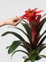 Guzmania 'Fiero'