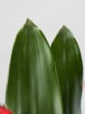 Guzmania 'Fiero'