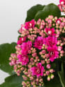 Kalanchoe de flor doble 'Rosa intenso'