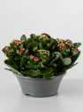 Kalanchoe de flor doble 'Rosa intenso'