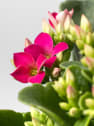 Kalanchoe de flor doble 'Rosa intenso'
