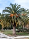 Phoenix canariensis (Palmera canaria)