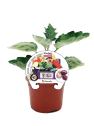 Berenjena MiniStripe - Planta de huerto