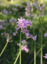 Tulbaghia violacea