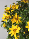 Bidens ferulifolia