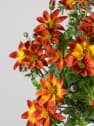 Bidens ferulifolia