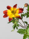 Bidens ferulifolia