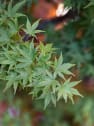 Acer palmatum 'Red Wood'
