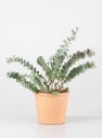Eucalyptus cinerea