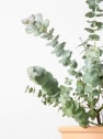 Eucalyptus cinerea