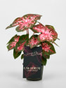 Caladium
