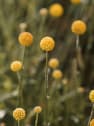 Craspedia globosa