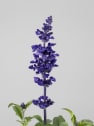 Salvia farinacea