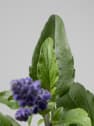 Salvia farinacea