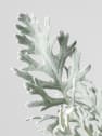 Jacobaea maritima - Senecio Cineraria