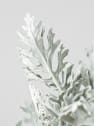 Jacobaea maritima - Senecio Cineraria