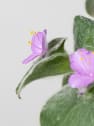 Tradescantia sillamontana