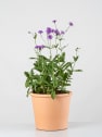 Verbena rigida