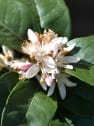 Lima Persa (Citrus × latifolia)