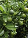 Lima Persa (Citrus × latifolia)