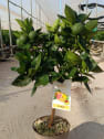 Naranjo en Copa (Citrus sinensis)