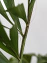 Areca Caryota mitis