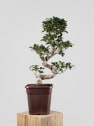 Bonsai Ficus microcarpa 'Ginseng'