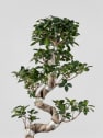 Bonsai Ficus microcarpa 'Ginseng'