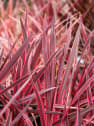 Cordyline australis 'Charlie Boy'