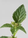 Lantana camara