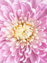 Margarita Supernova Pink