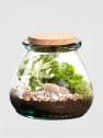Terrario plantas Terra Vivant Bila Uso