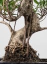 Bonsai Higuera de la India (Ficus retusa)