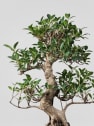 Bonsai Higuera de la India (Ficus retusa)