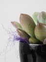 Taza decorativa con Echeveria - Especial Halloween