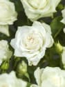 Rosal Annapurna®