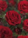 Rosal trepador Paul’s Scarlet Climber®