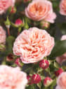 Rosal trepador Pirouette Courtyard®