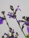 Salvia greggii