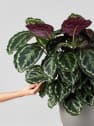 Calathea roseopicta 'Medallion'