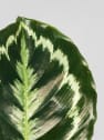 Calathea roseopicta 'Medallion'